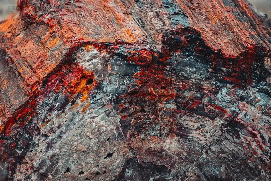 Petrified Forest National Park Crimson Wood Detail, Arizona · United States