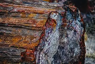 Petrified Forest National Park Ancient Log Section, Arizona