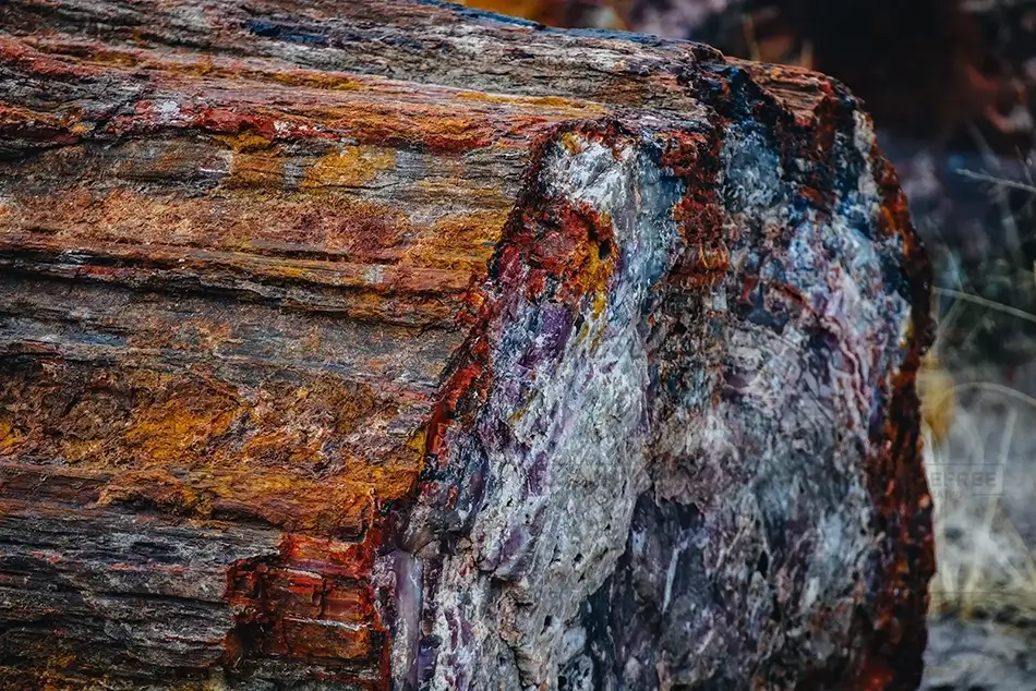 Petrified Forest National Park Ancient Log Section, Arizona · United States