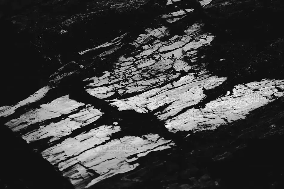 Petrified Forest National Park Monochrome Bark Contrast, Arizona · United States