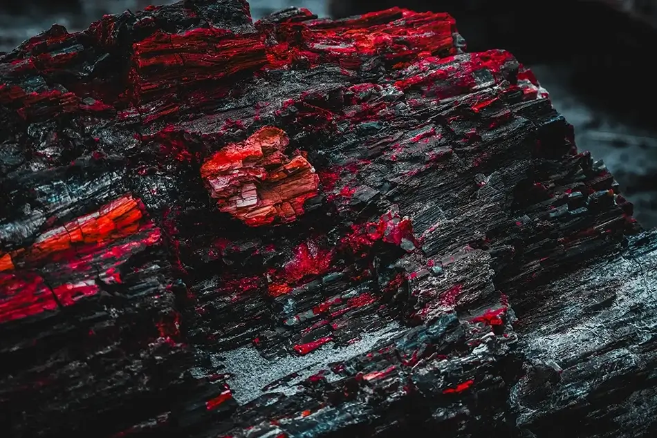 Petrified Forest National Park Ember Veins Bark, Arizona · United States