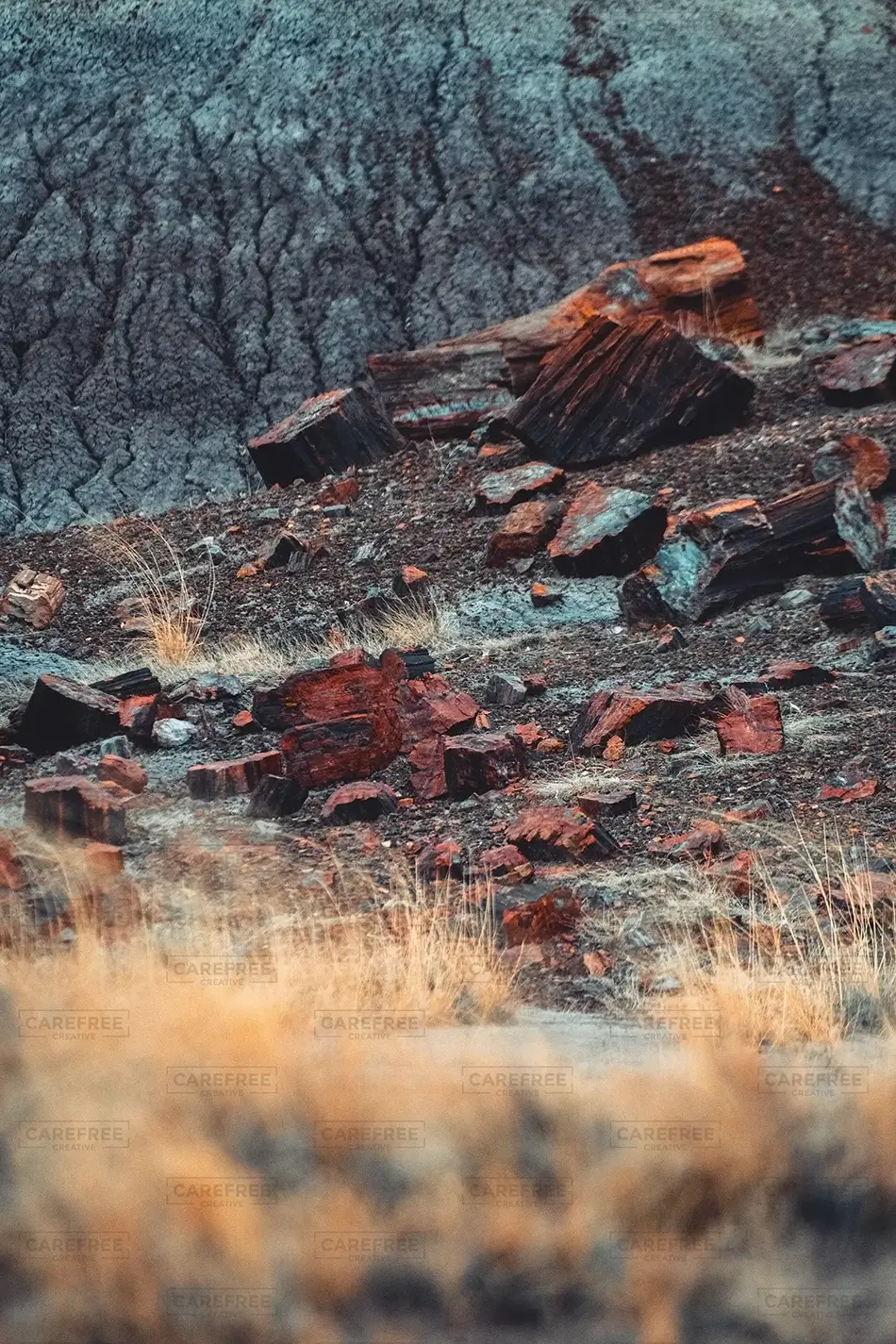 Petrified Forest National Park Scattered Petrified Wood, Arizona · United States