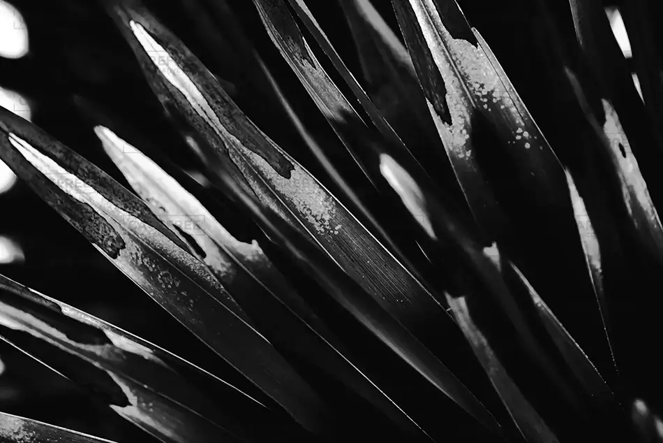 Phipps Conservatory Grayscale Leaf Design, Pittsburgh, Pennsylvania · United States