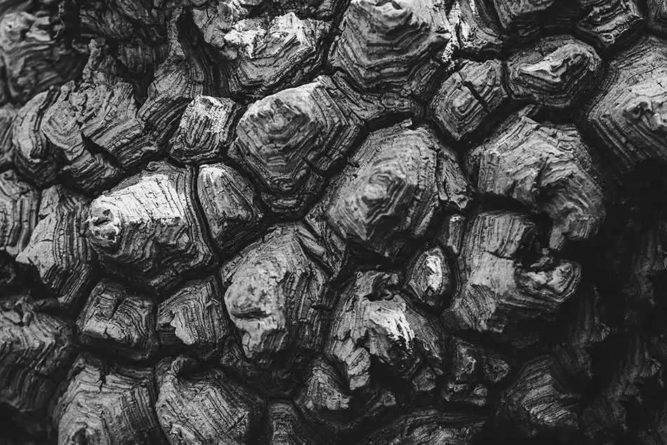 Phipps Conservatory Aged Wood Charcoal Pattern, Pittsburgh, Pennsylvania · United States
