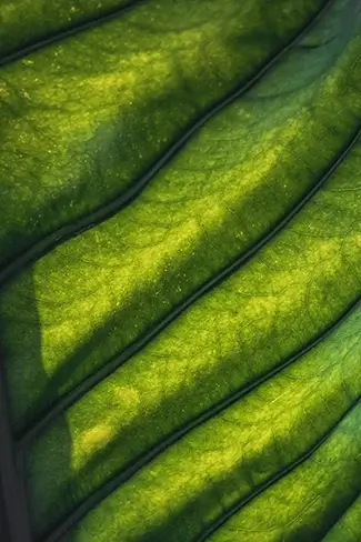 Phipps Conservatory Green Leaf Vein Artwork, Pittsburgh, Pennsylvania