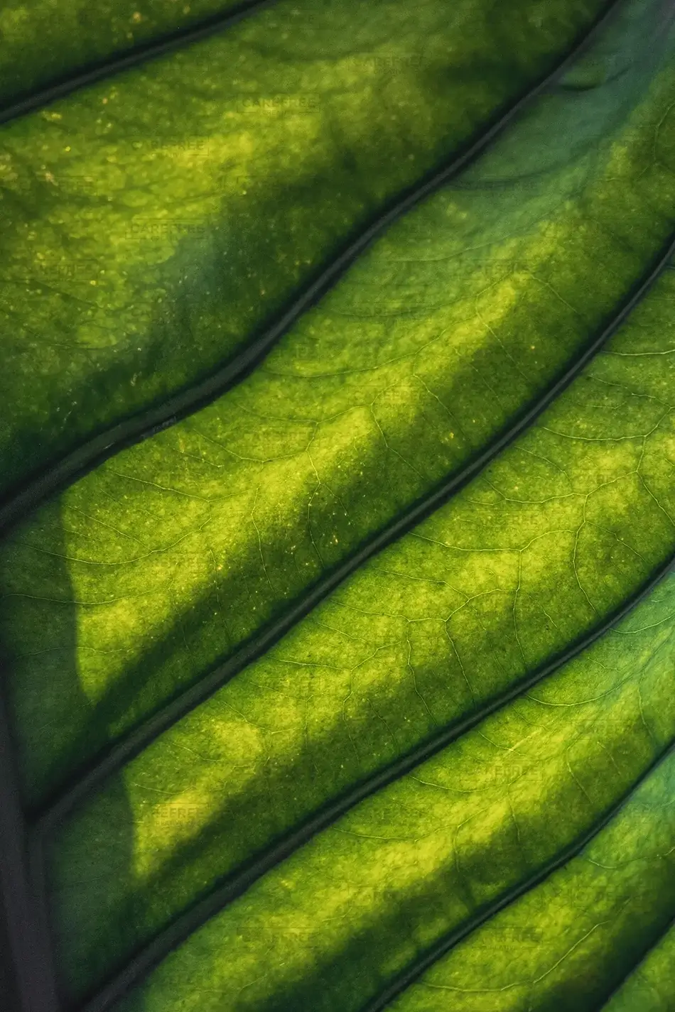 Phipps Conservatory Green Leaf Vein Artwork, Pittsburgh, Pennsylvania · United States