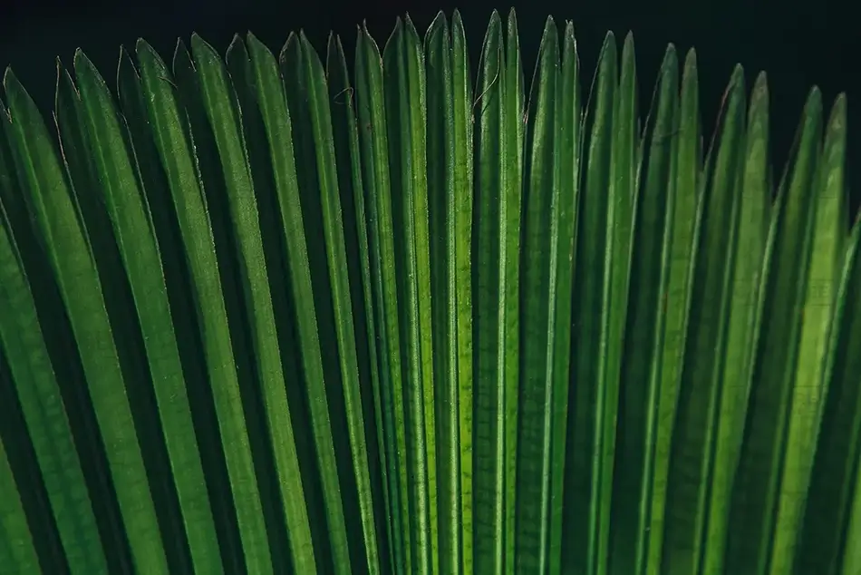 Phipps Conservatory Sculpted Palm Leaf, Pittsburgh, Pennsylvania · United States