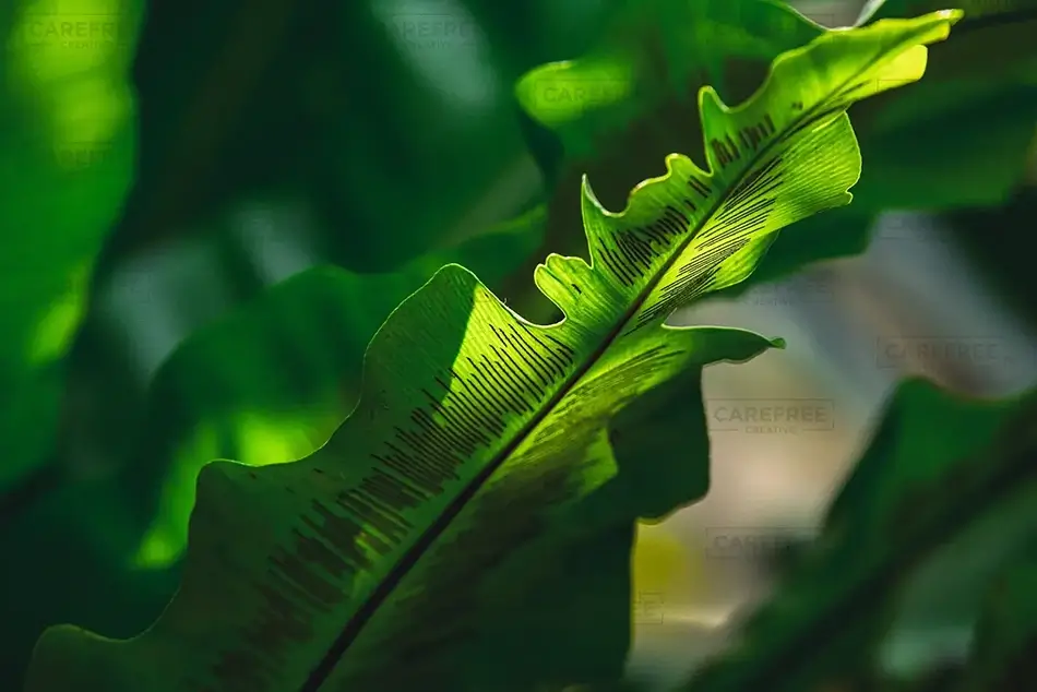 Phipps Conservatory New Bird’s Nest Fern Growth, Pittsburgh, Pennsylvania · United States