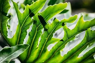 Phipps Conservatory Wavy Green Bird’s Nest Fern Leaves, Pittsburgh, Pennsylvania