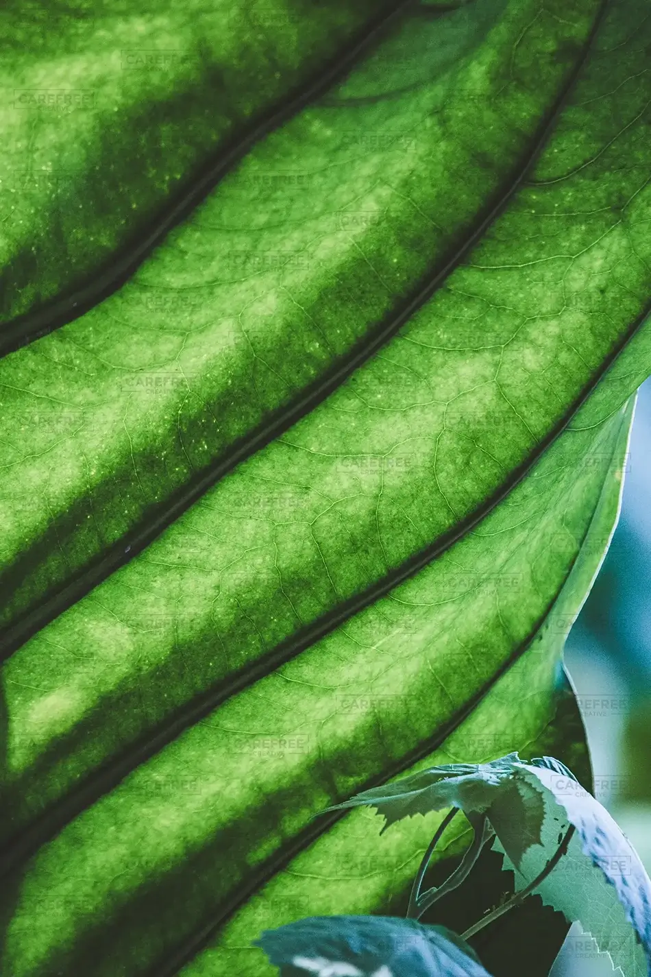 Phipps Conservatory Detailed Leaf Veins, Pittsburgh, Pennsylvania · United States