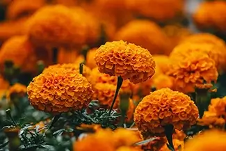 Phipps Conservatory Orange Marigold Field