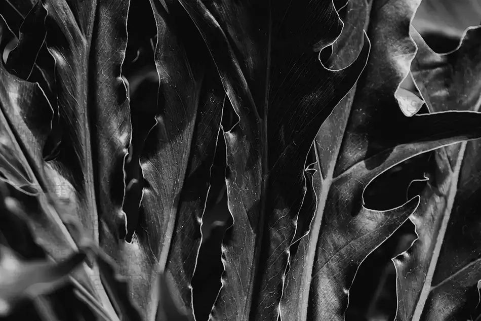 Phipps Conservatory Silver Fern Leaves Monochrome, Pittsburgh, Pennsylvania · United States