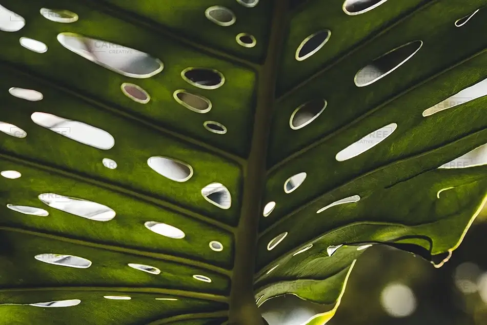 Phipps Conservatory Luminous Monstera, Pittsburgh, Pennsylvania · United States