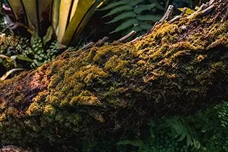 Phipps Conservatory Vibrant Moss Cover, Pittsburgh, Pennsylvania