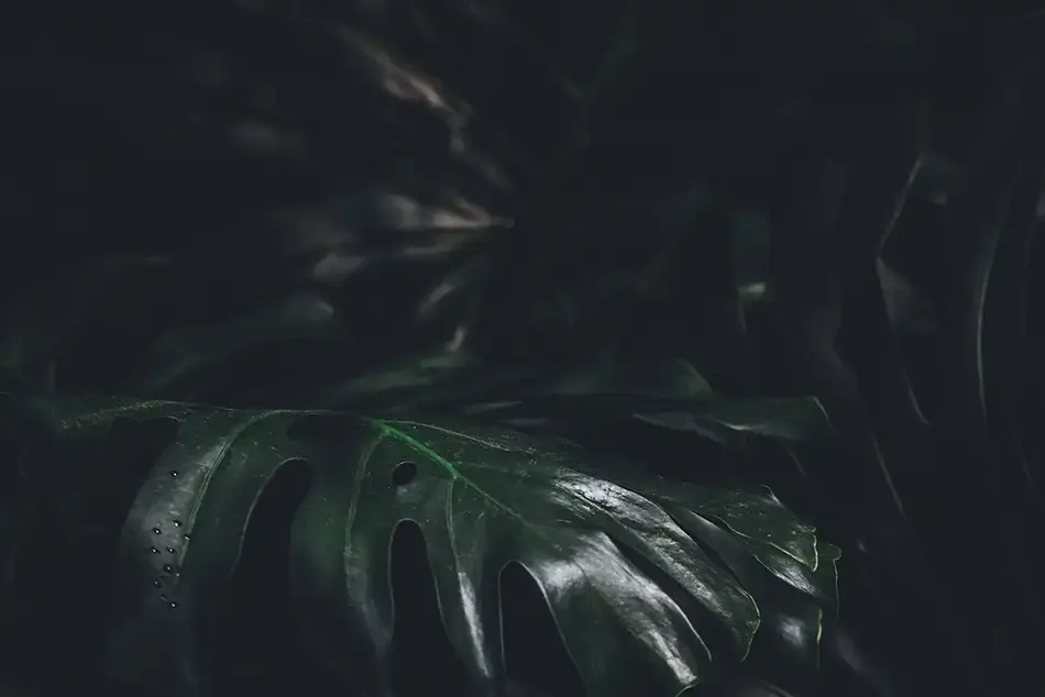 Phipps Conservatory Dark Tropical Monstera Scene, Pittsburgh, Pennsylvania · United States