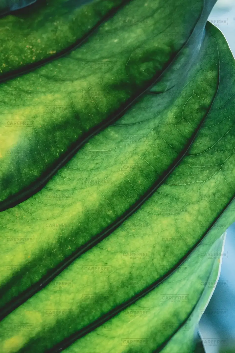 Phipps Conservatory Vivid Leaf Vein, Pittsburgh, Pennsylvania · United States