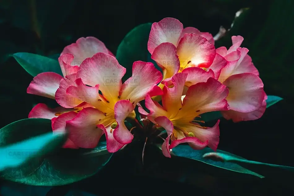 Phipps Conservatory Twilight Vireya Rhododendron Flowers, Pittsburgh, Pennsylvania · United States