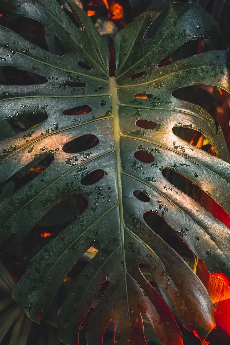 Phipps Conservatory Monstera Glow, Pittsburgh, Pennsylvania · United States
