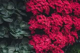 Phipps Conservatory Contrast of Echeveria Succulents and Red Kalanchoe, Pittsburgh, Pennsylvania