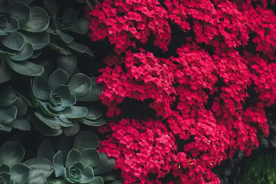 Phipps Conservatory Contrast of Echeveria Succulents and Red Kalanchoe, Pittsburgh, Pennsylvania · United States