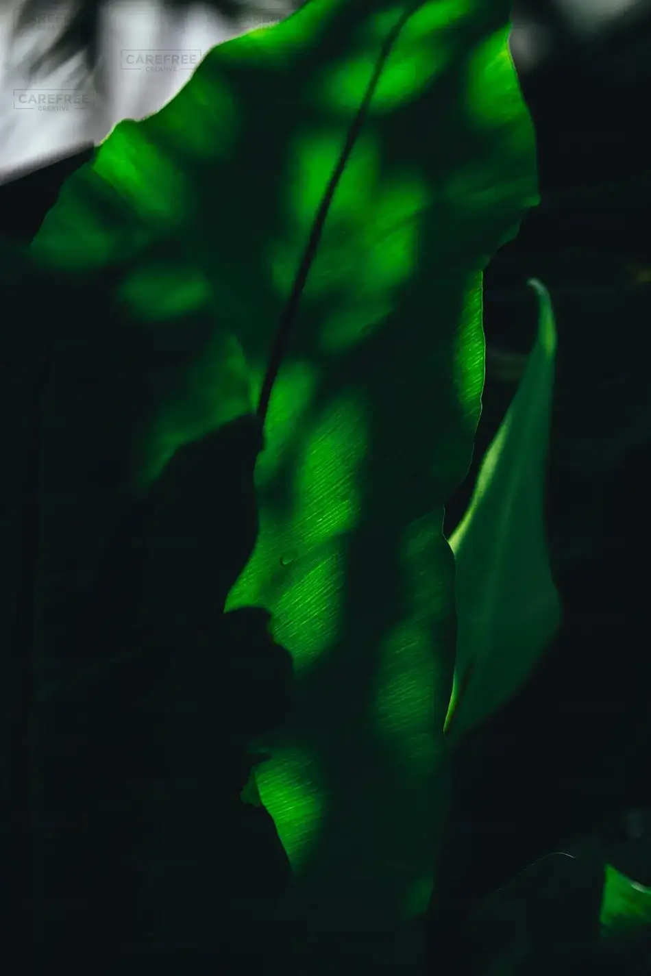 Phipps Conservatory Contoured Elephant’s Ear Green Leaf, Pittsburgh, Pennsylvania · United States