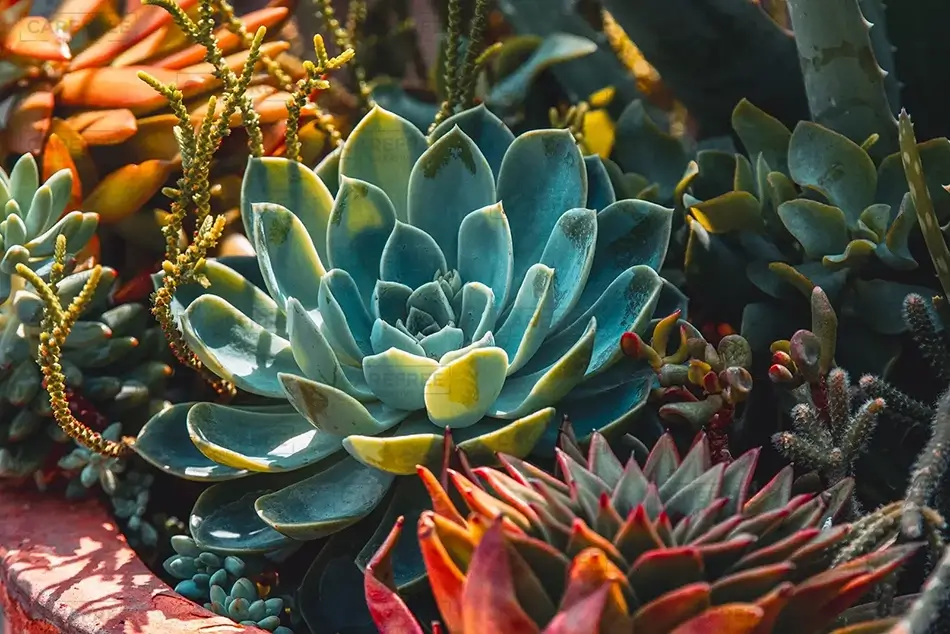 Phipps Conservatory Colorful Echeveria Succulent Array, Pittsburgh, Pennsylvania · United States