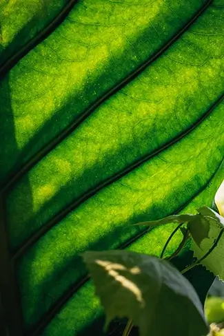 Phipps Conservatory Leaf Vein Macro, Pittsburgh, Pennsylvania