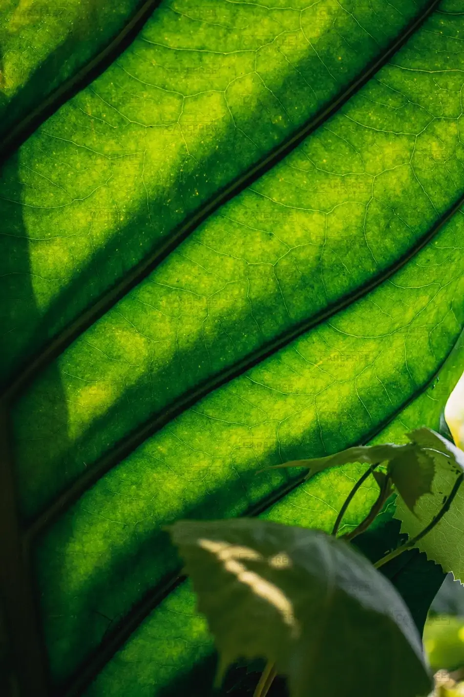 Phipps Conservatory Leaf Vein Macro, Pittsburgh, Pennsylvania · United States