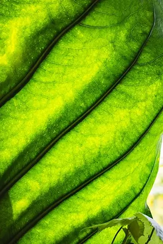 Phipps Conservatory Luminous Leaf Detail, Pittsburgh, Pennsylvania