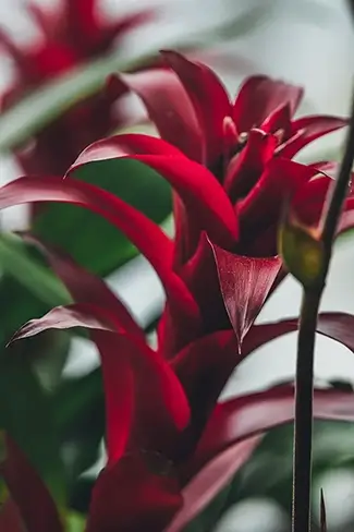 Phipps Conservatory Tropical Bromeliad Red Accents, Pittsburgh, Pennsylvania