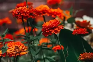 Phipps Conservatory Vibrant Orange Marigold Blooms