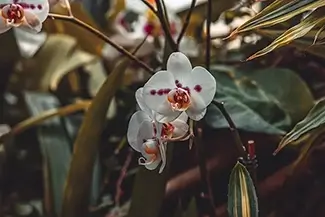 Phipps Conservatory White Moth Orchid Splendor, Pittsburgh, Pennsylvania
