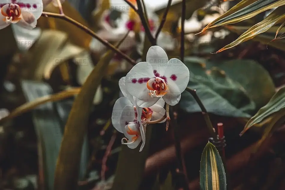 Phipps Conservatory White Moth Orchid Splendor, Pittsburgh, Pennsylvania · United States