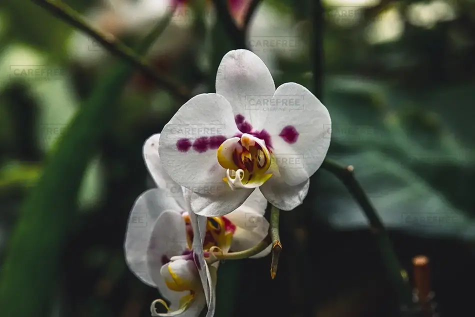 Phipps Conservatory White Moth Orchids, Pittsburgh, Pennsylvania · United States