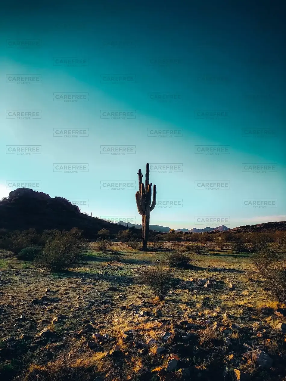 Phoenix Mountain Preserves Cactus Silhouette Abstract, Phoenix, Arizona · United States