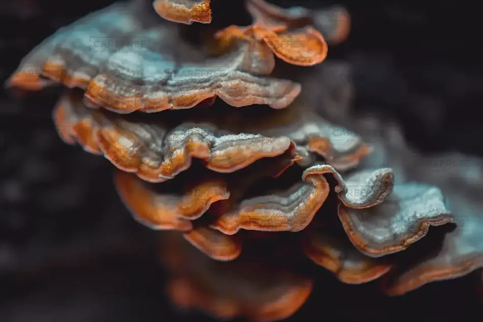 Pinnacles National Park Bracket Polypore Mushrooms, California · United States