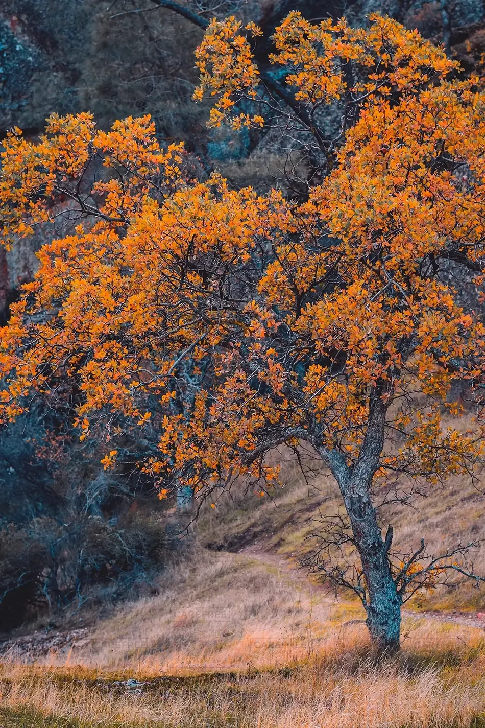 Pinnacles National Park Orange Pacific Dogwood Tree Leaves, California · United States