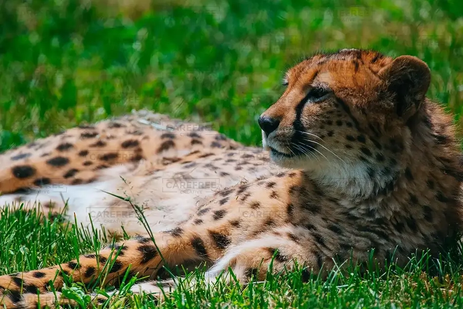 Pittsburgh Zoo South African Cheetah Lying Down, Pittsburgh, Pennsylvania · United States
