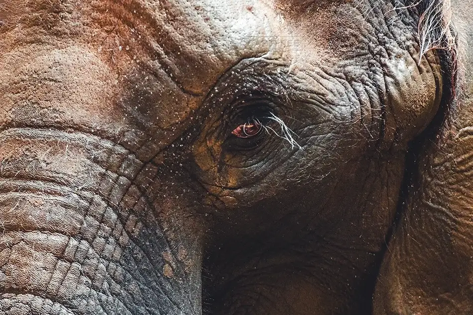 Pittsburgh Zoo African Elephant Eye, Pittsburgh, Pennsylvania · United States