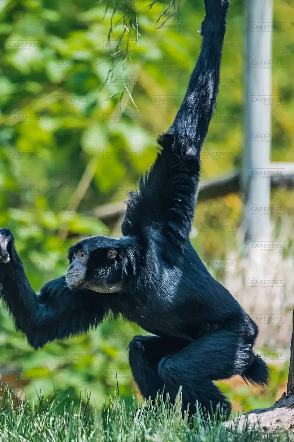 Pittsburgh Zoo Siamang Gibbon Hangout, Pittsburgh, Pennsylvania · United States