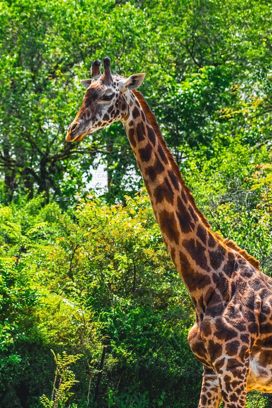 Pittsburgh Zoo Masai Giraffe Tall and Elegant, Pittsburgh, Pennsylvania · United States