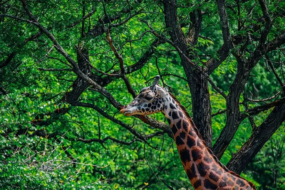 Pittsburgh Zoo Masai Giraffe in Greenery, Pittsburgh, Pennsylvania · United States