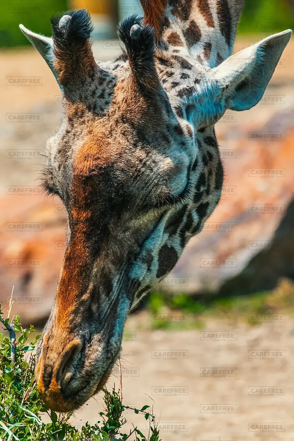 Pittsburgh Zoo Masai Giraffe Head Detail, Pittsburgh, Pennsylvania · United States