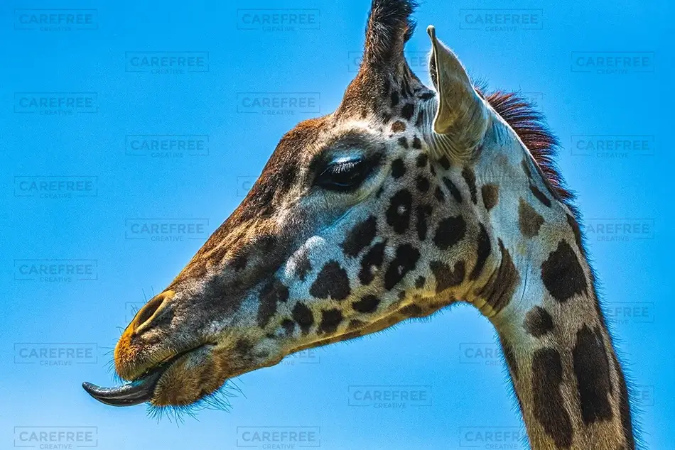 Pittsburgh Zoo Masai Giraffe Gaze, Pittsburgh, Pennsylvania · United States