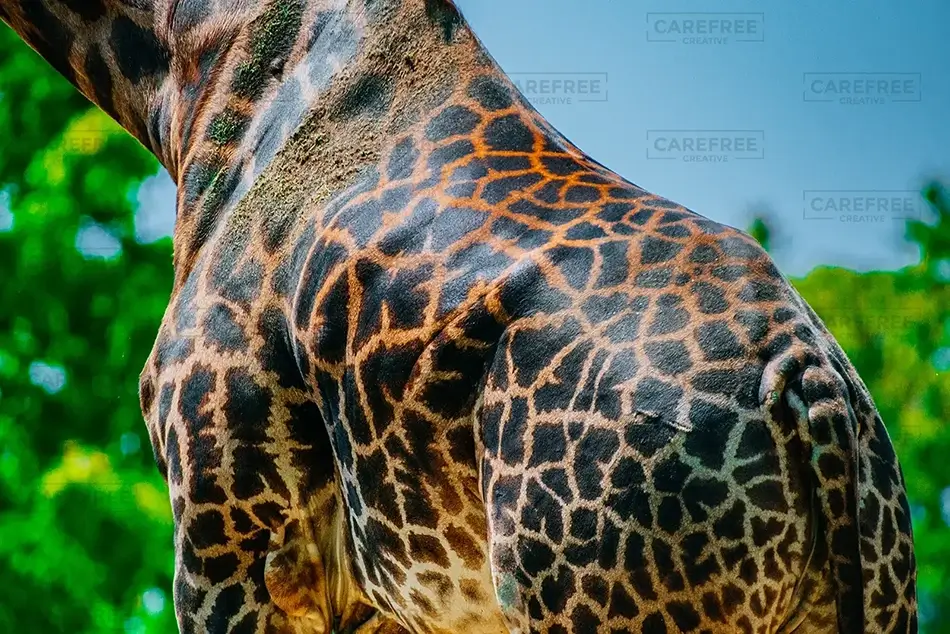 Pittsburgh Zoo Masai Giraffe Pattern Closeup, Pittsburgh, Pennsylvania · United States