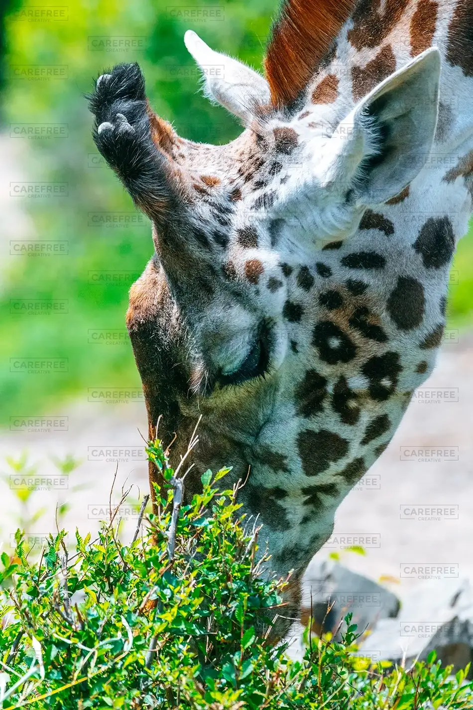 Pittsburgh Zoo Masai Giraffe Amongst Trees, Pittsburgh, Pennsylvania · United States