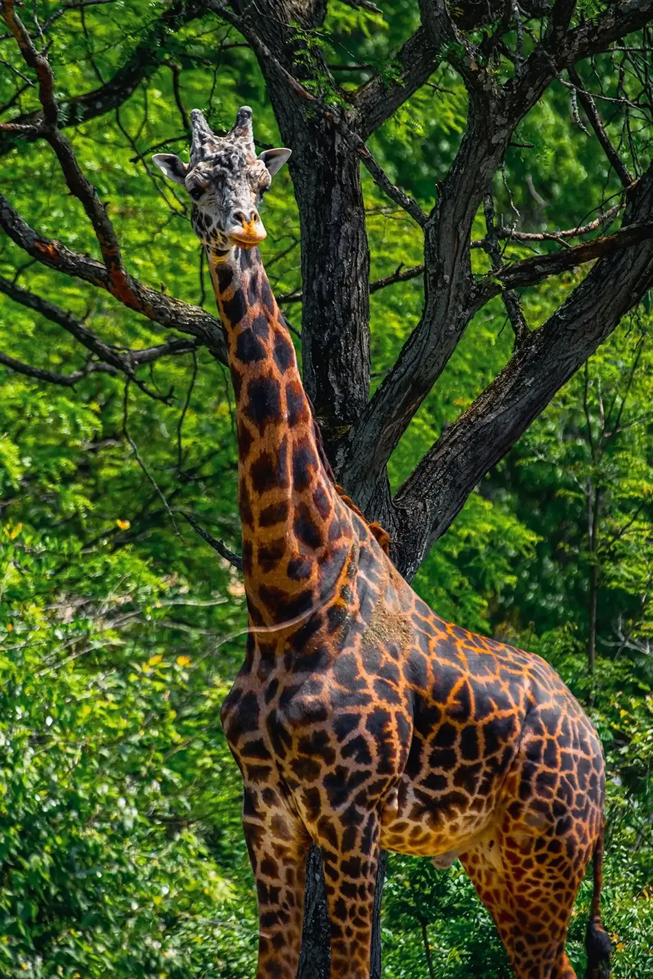 Pittsburgh Zoo Masai Giraffe Portrait, Pittsburgh, Pennsylvania · United States