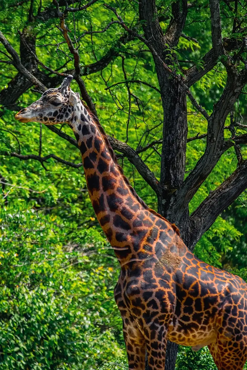 Pittsburgh Zoo Focused Masai Giraffe, Pittsburgh, Pennsylvania · United States