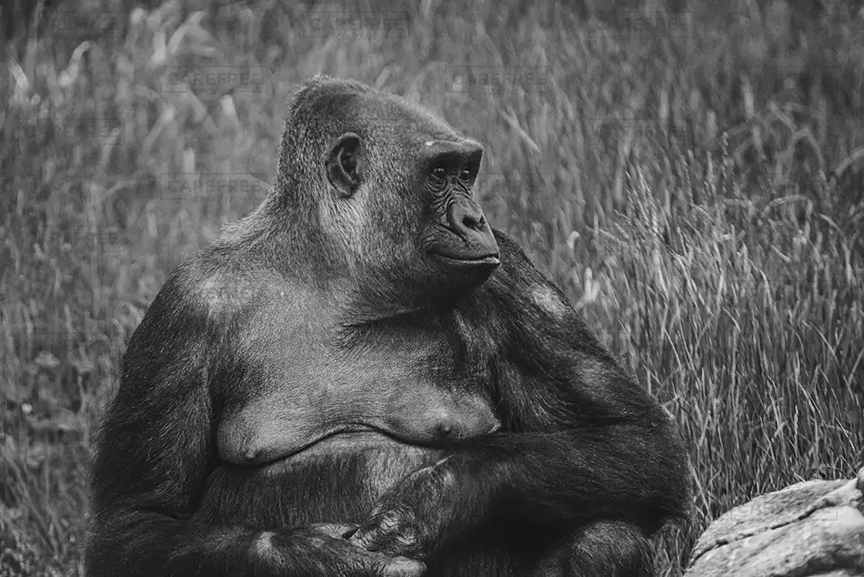 Pittsburgh Zoo Western Lowland Gorilla in Thought, Pittsburgh, Pennsylvania · United States