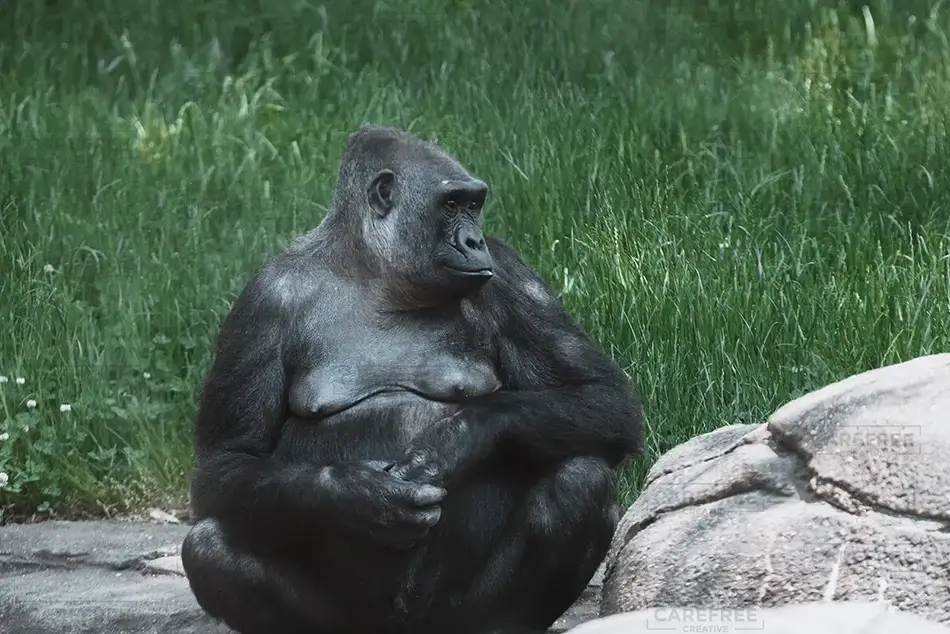Pittsburgh Zoo Western Lowland Gorilla Repose, Pittsburgh, Pennsylvania · United States